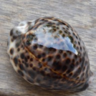Cypraea tigris, a Borneo gift... one of the gardeners gave me this as a present...