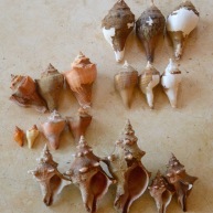 Top right-Turbinellum pyrum, Centre-Hemifusus cochlilidium,Bottom- Pleuroploca Trapezium...Sri Lanka...