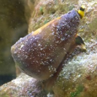 Conus flavidus, UAE.. alive ...