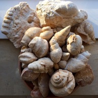 Fossil shells, Southern Oman