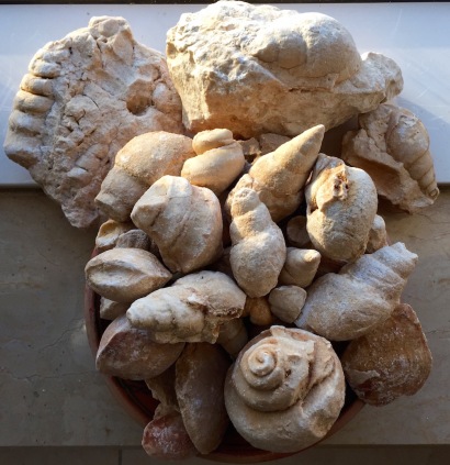 Fossil shells, Southern Oman
