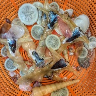 Selection of sand dollars, small shells and Malleus alba ... Con Dao, Vietnam...