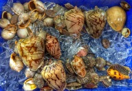 Lots of molluscs on ice,ready to be cooked...