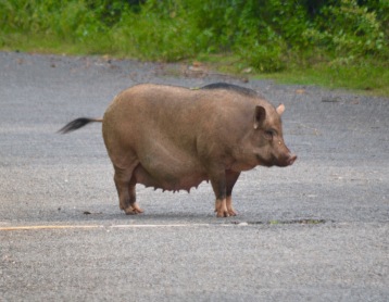 Very large Vietnamese pig road blocking ... wary creep round...