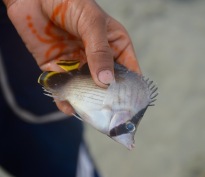 Small boy found me a reef fish...