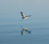 Heron taking off, Masirah island December 2015...