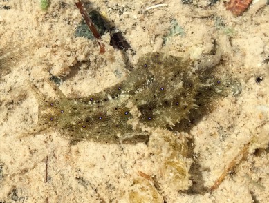 Sea slug or maybe two, underwater December 2015...