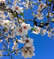 Blie skies, almond blossom, it must be spring...