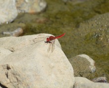 A very red dragonfly...