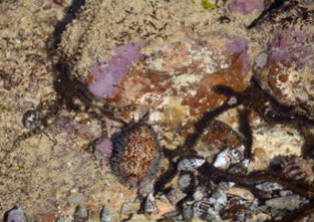 A live Grayana cowrie, some brittle starfish...
