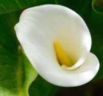 Arum lily, so pure...