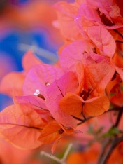 Shades of orange, pink and blue....