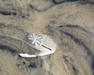 Sand-dollar, bleached in the tide-line...