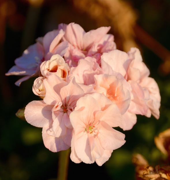 Soft pink geranium....
