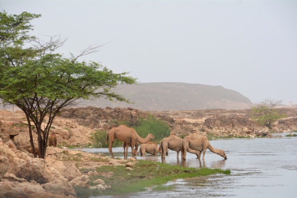 Camels drinking in the Khor.....
