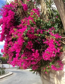 Down the hill, past my neighbour's glorious pink bougainvillea....