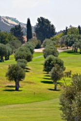 Olive trees in line....