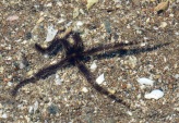 Brittle starfish miffed at being disturbed...