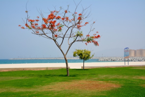 Beach 1 by Dibba border post on the coast road