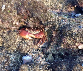 Crab looking defensive....