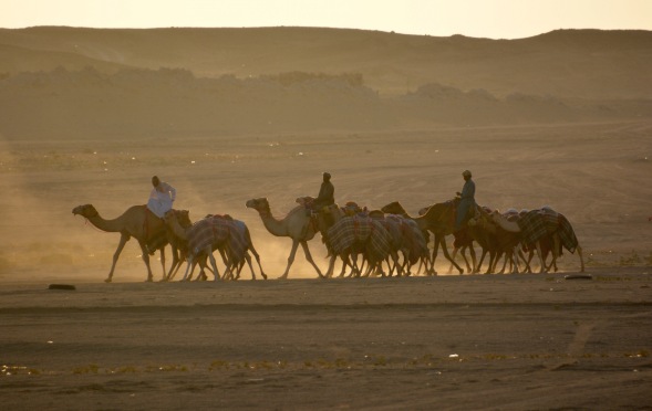 Taking the camels for a ride before sunset...