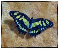 Papilio demoleus ( Linnaeus 1758)