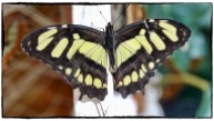 Papilio demoleus ( Linnaeus 1758)
