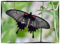 Papilio lowi (H. Druce 1873)