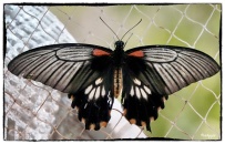 Papilio lowi (H. Druce 1873)