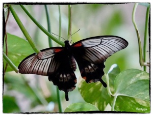 Papilio memnon (Linnaeus 1758)