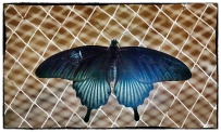 Papilio memnon (Linnaeus 1758)