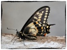 Papilio polyxenes (Fabricius, 1775)