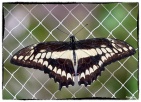 Papilio thoas( Linnaeus 1771)