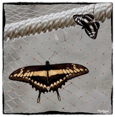 Papilio thoas (Linnaeus 1771)