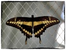 Papilio thoas( Linnaeus 1771)