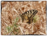 Papilio machaon, Swallowtail.