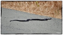 Large Whip snake