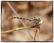 Onychogomphus forcipatus, Small Pincertail