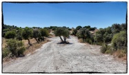 Olive trees parting the road...