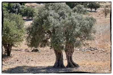 Ancient but elegant olive trees...