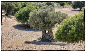 Check out this double Olive tree trunk...