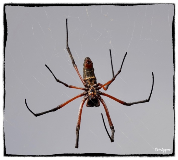 Red-legged Golden Orb-web Spider, Nephila sumptuosa...